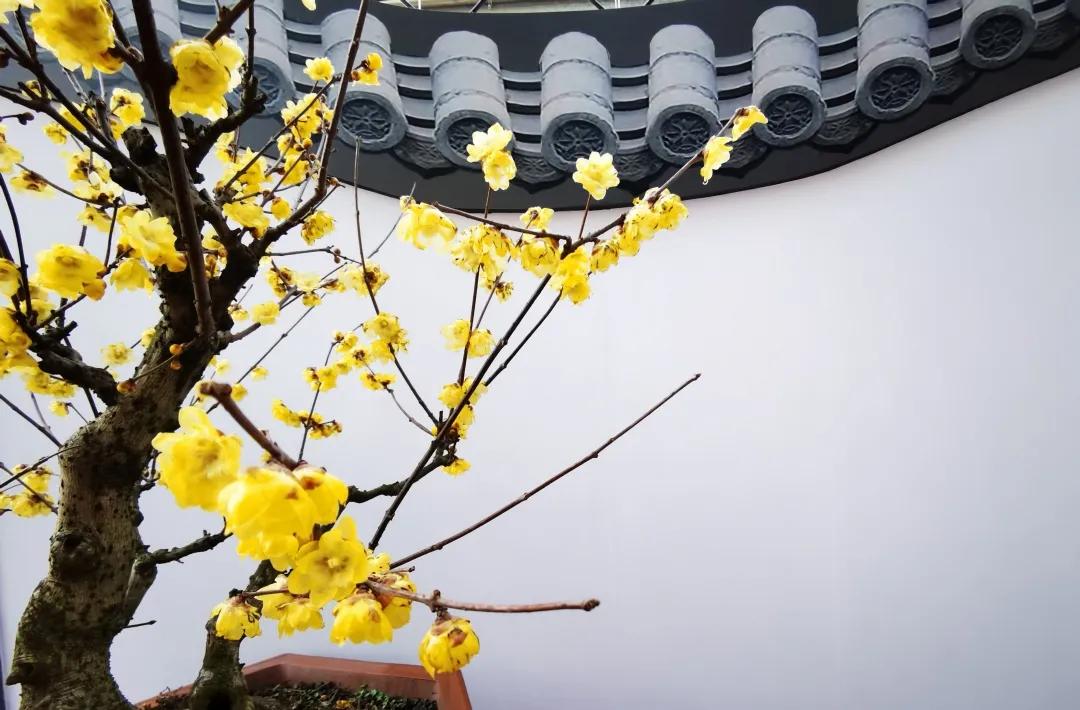 蜡梅的独特之处,腊梅之美
