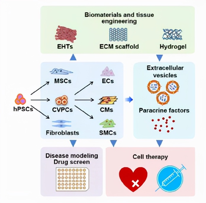 干细胞治疗心脏病最新研究进展,美国干细胞治疗中风研究最新消息