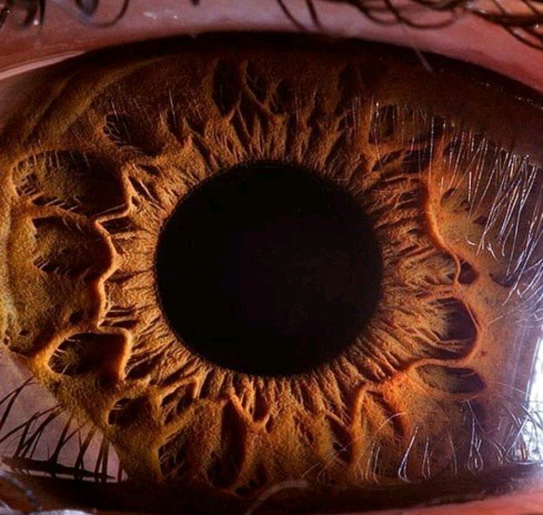 显微镜下蚂蚁的真实面目图片,蚂蚁在显微镜下的样子图片