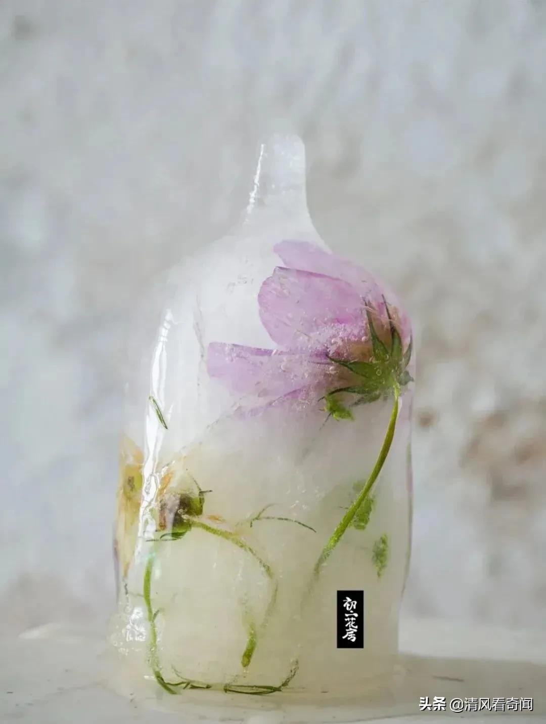 冻冰花美篇,冻冰花的美篇