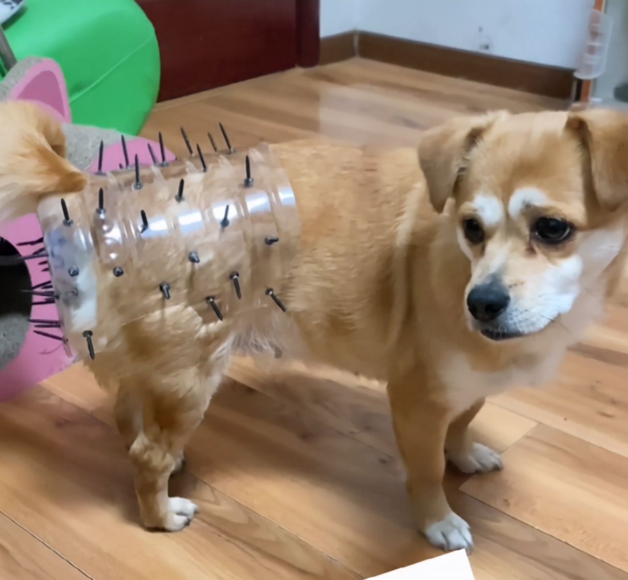 大型狗狗防止怀孕装备,防止狗狗怀孕的方法