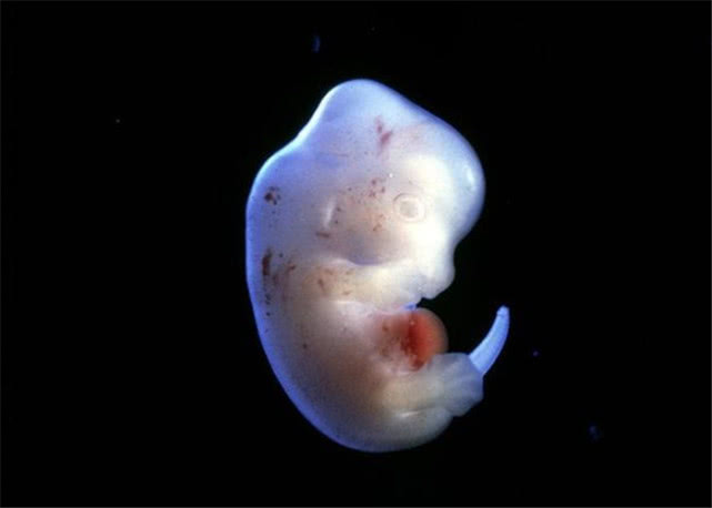 日本人的杂交实验成功了吗,日本杂交实验成功了吗