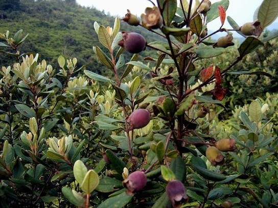 1分钟挑战认出10种罕见水果,5种难得一见的稀有水果