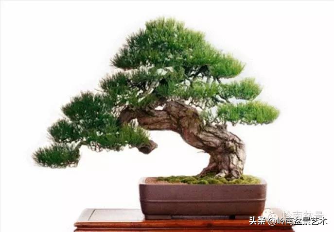 2万元的黑松盆景,拍卖28万的盆景