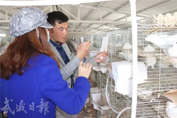 扶贫鸽子托起群众致富梦,小鸽子放飞致富视频