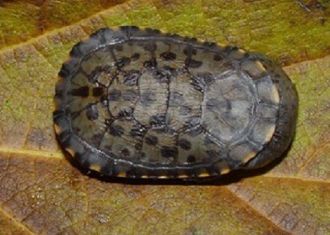 刺颈龟属图片,刺颈龟是保育品种吗