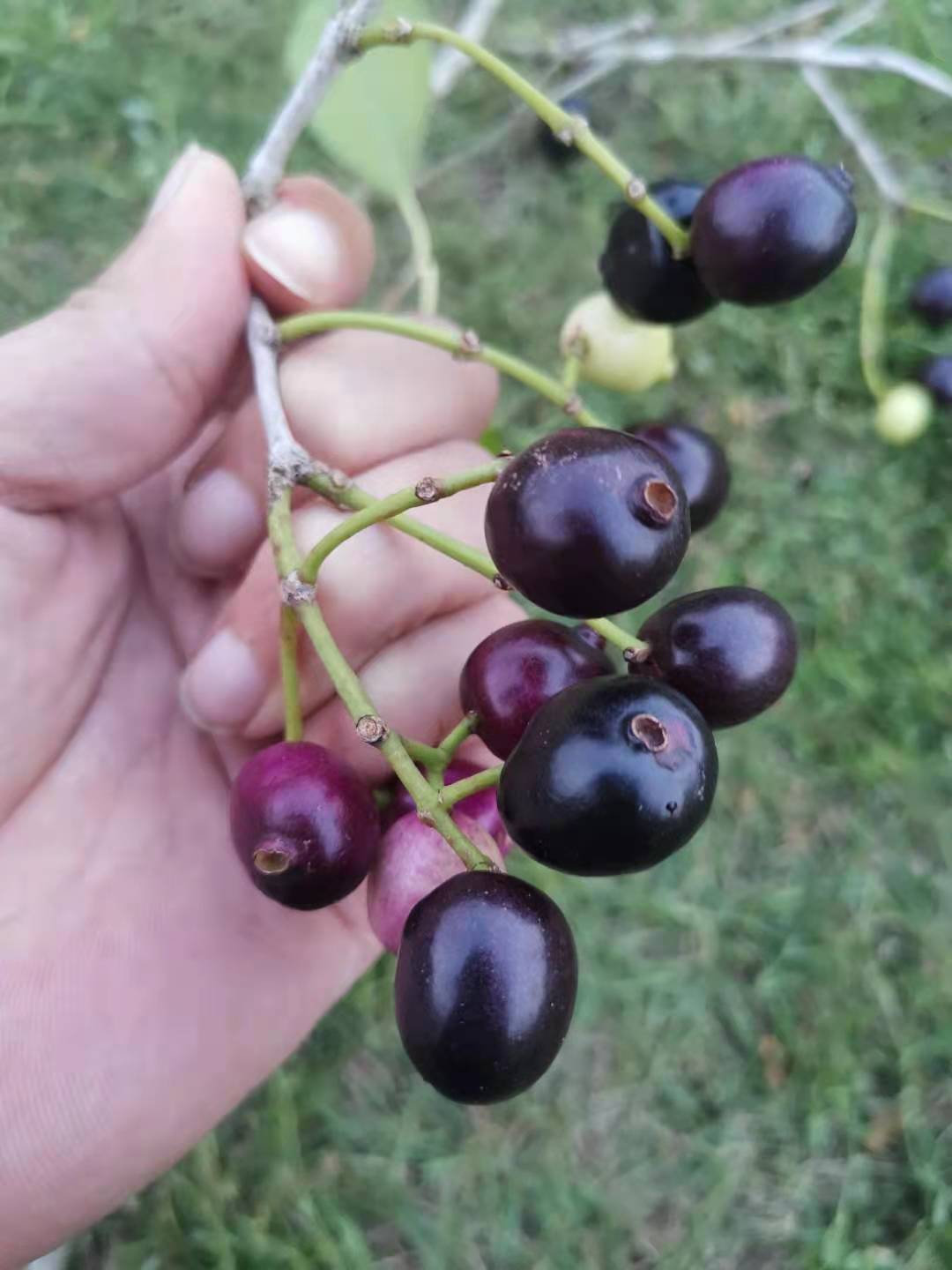 湛江黎话：共箩、火炭、黑墨、水泱……你那里叫这种果啥名字？