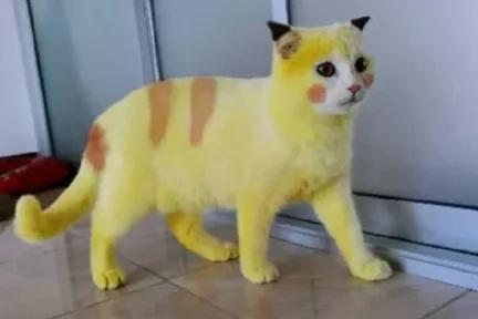 全球罕见足球猫冲上热搜，网友：指定染色！结果......哈哈哈哈