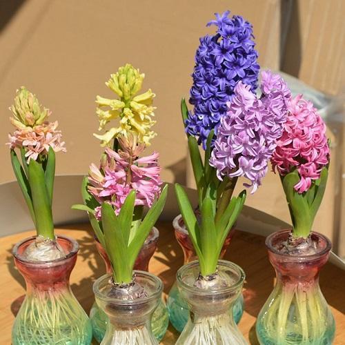 室内用水栽培大蒜的方法,刚种下的盆栽大蒜能晒太阳吗