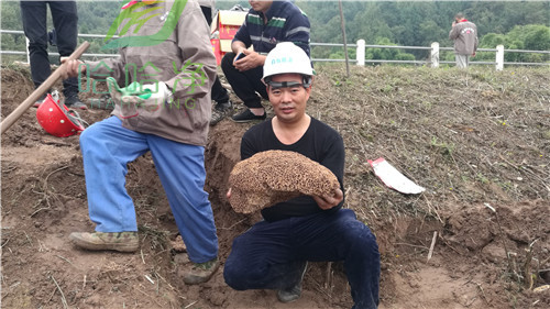 重庆白蚁防治费收费标准,重庆白蚁防治中心电话