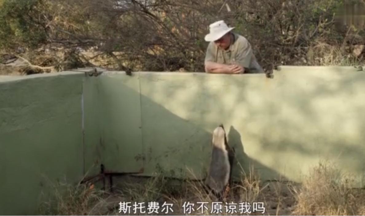 蜜獾为何如此凶猛,蜜獾那么凶猛真实的战斗力咋样