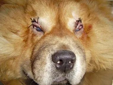 猫咪有泪痕是不是吃咸的了,狗狗吃咸的有泪痕