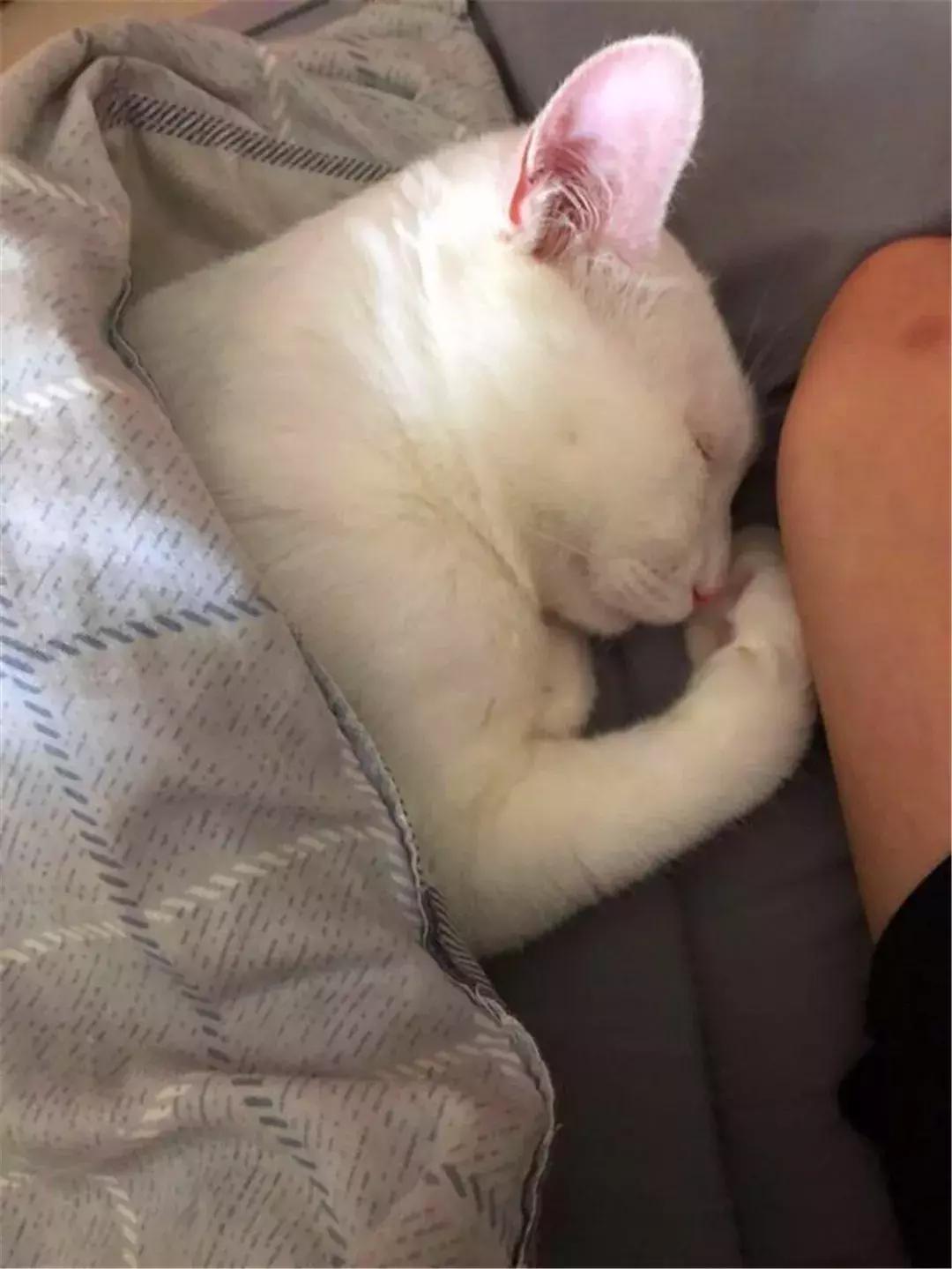 猫咪绝育后护理方法,猫猫绝育后如何护理