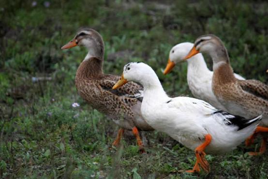 蛋鸭夜间管理,蛋鸭高产管理视频
