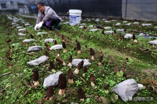 人工种植羊肚菌从根部坏什么原因,羊肚种植是不是骗人的