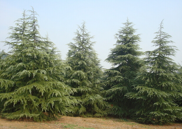 园林修剪的树枝怎么处理,园林树木修剪的五种基本方法