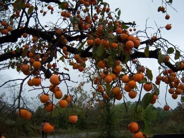 我在长武刚刚好，何必羡慕北上广