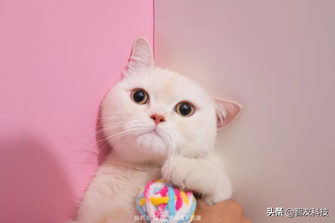 全民自媒体意味什么,全民自媒体