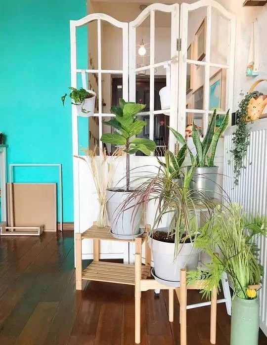 家里的花干枯影响风水吗,家里的花突然发黄发蔫风水