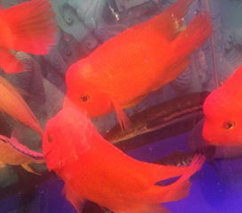 财神鱼怎么养才能养出大鳍大尾,财神鱼可以和什么鱼混养