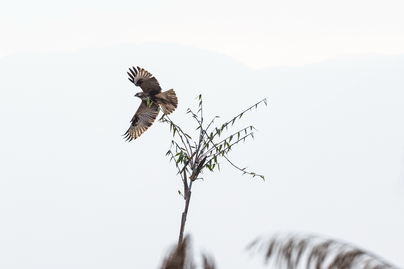 eosr5拍鸟体验,eosr5摄影与视频拍摄技巧大全