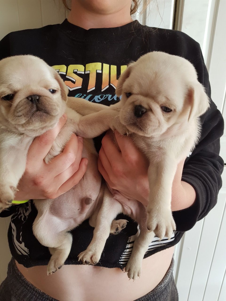 买狗如何避免被坑,买狗遇到的坑