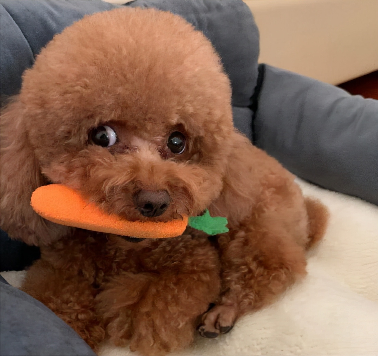 怎么养泰迪才会养得非常好,养泰迪的正确方法和注意事项