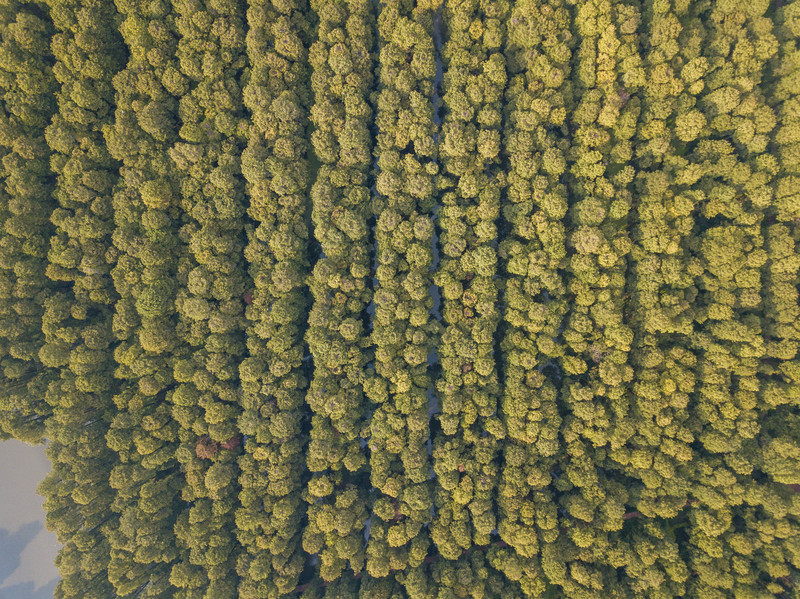 乘着高铁去踏青赏景,乘着高铁游扬州高邮北