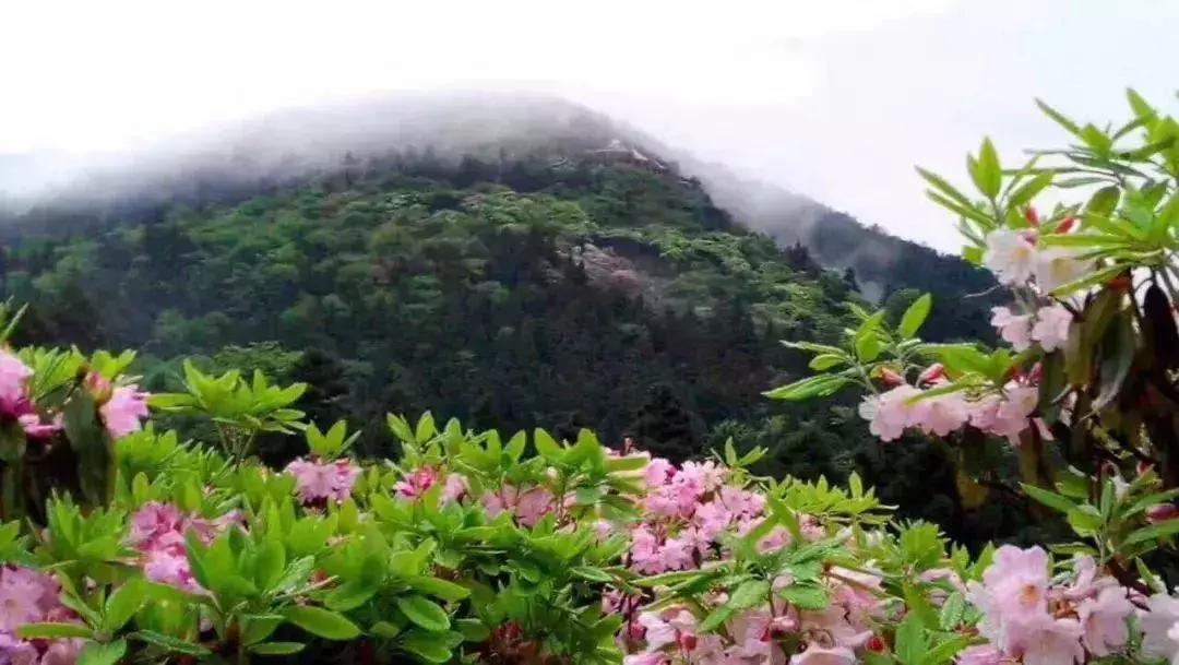 四月芳菲尽黄山杜鹃始盛开,人间四月芳菲尽高山杜鹃始盛开图