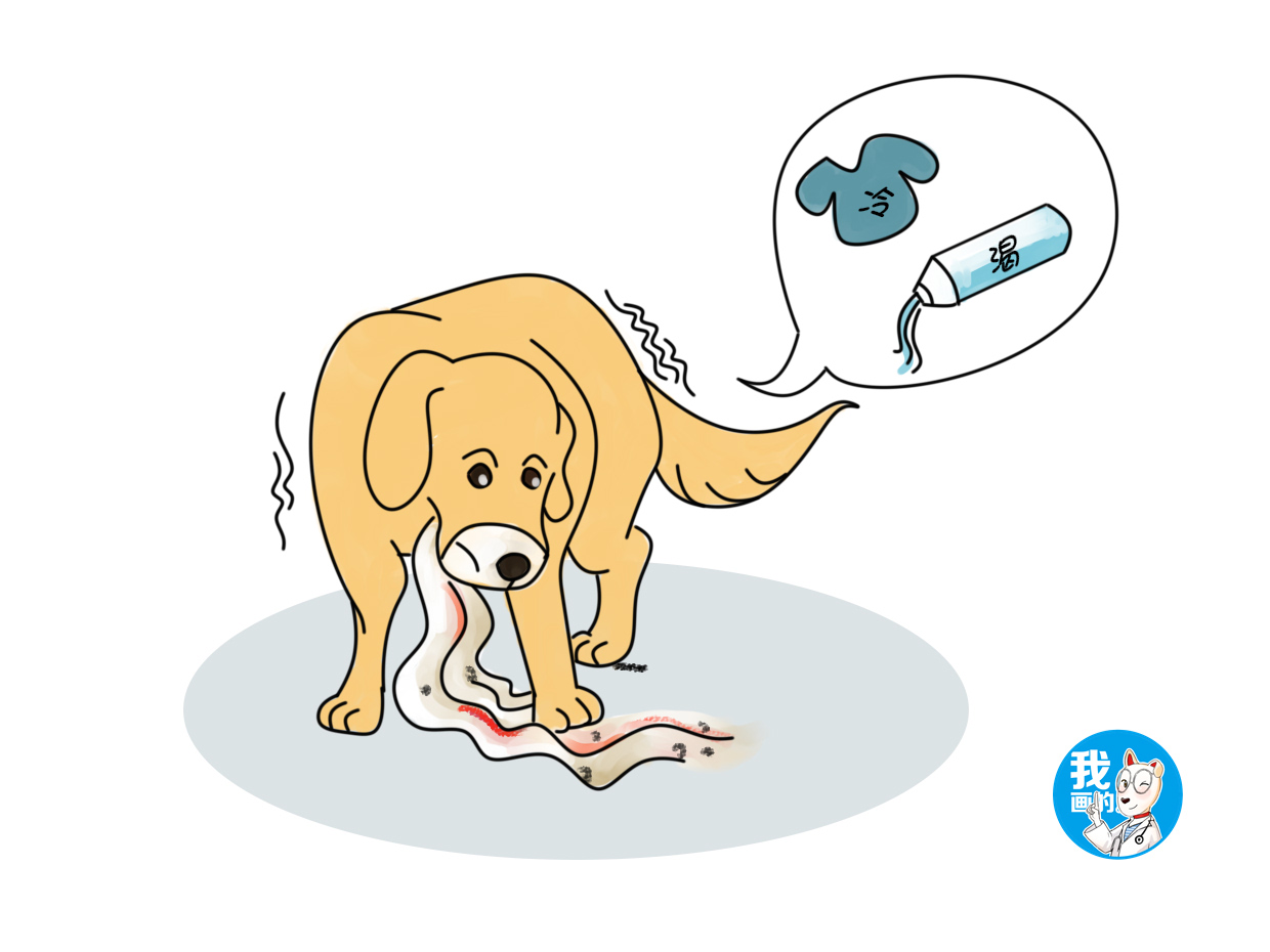 辟谣：狗狗眼睛变蓝滴眼药水就行？找准病因是关键，否则会害了它