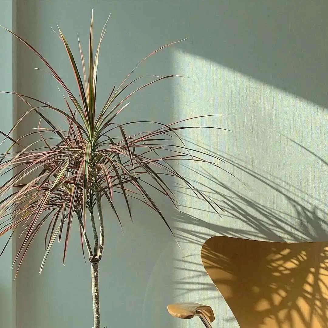 网红必备的高颜值绿植,ins风的网红绿植