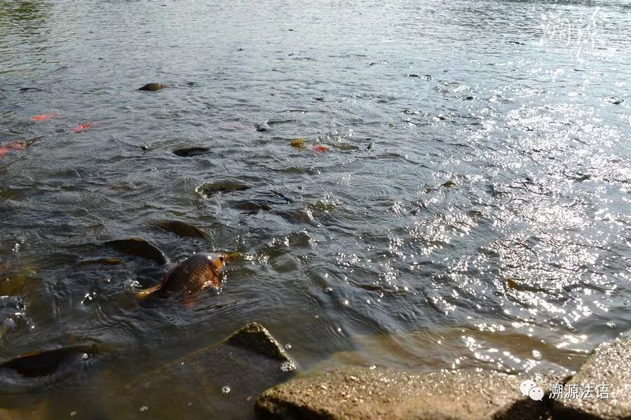 每天放生会有奇迹发生吗,一般人能活到多少岁放生有好处