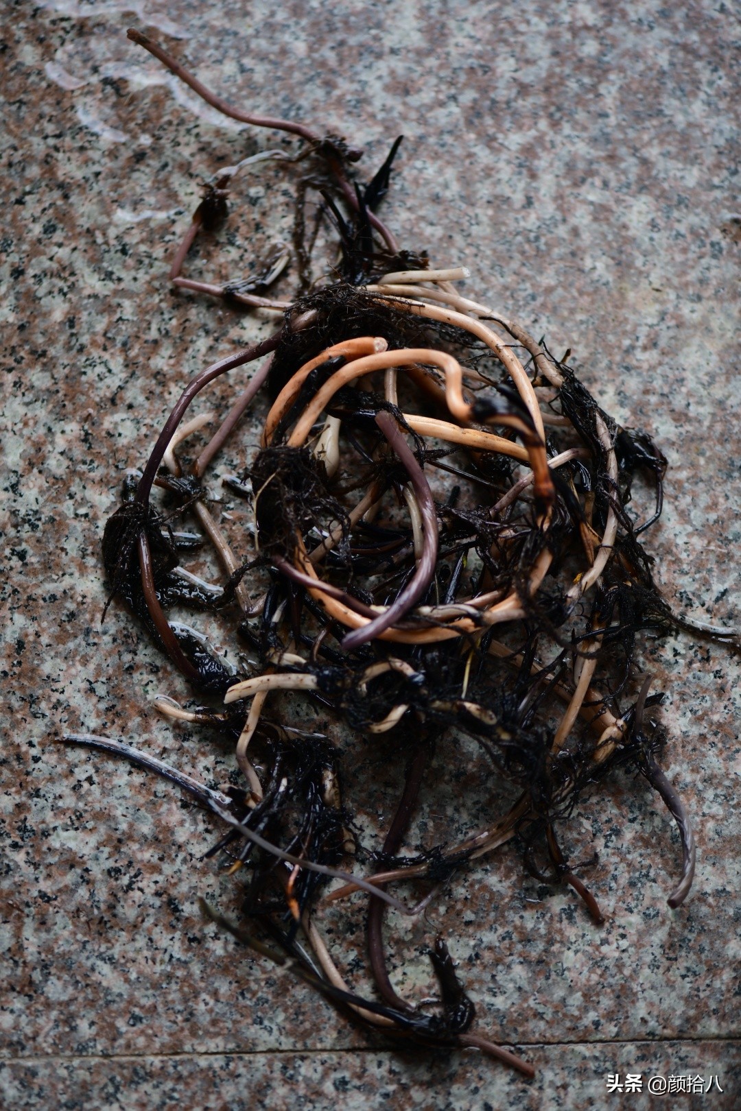 碗莲种藕生长到开花全过程,碗莲种藕到开花的过程