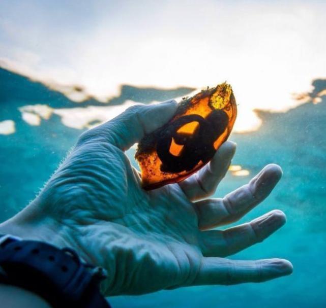 鲨鱼蛋的照片大全,全部的鲨鱼蛋图片