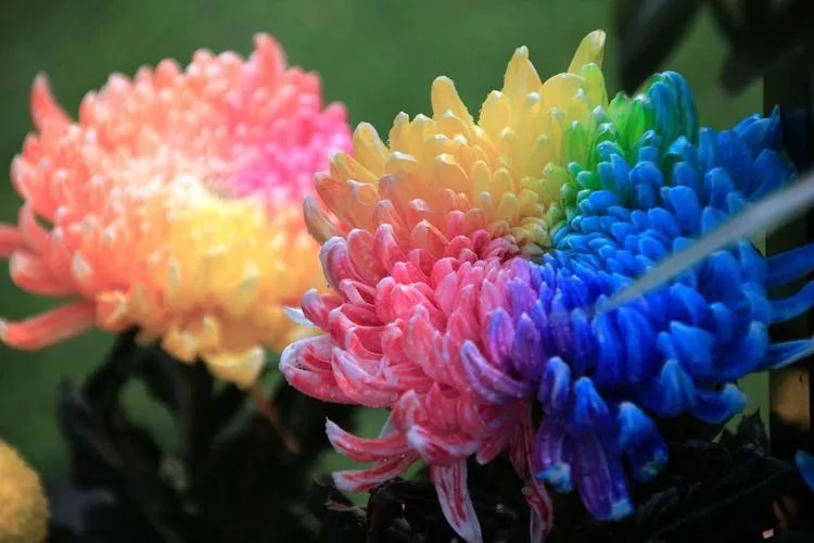 花中四君子菊花国画用笔,花中四君子菊花高清图片