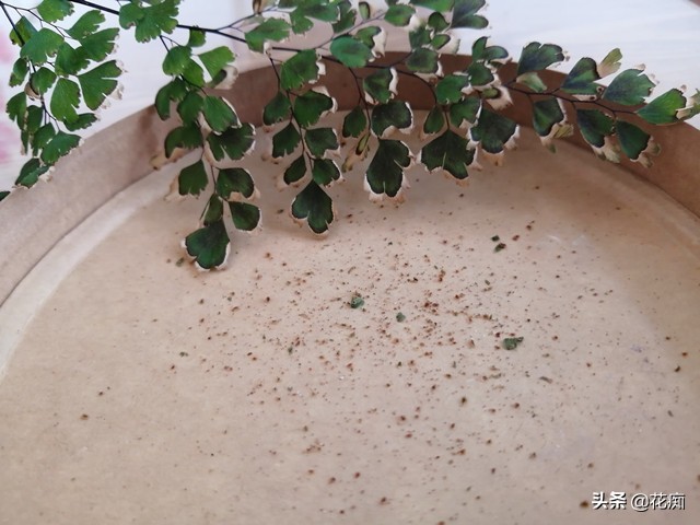 上水石上的铁线蕨为啥不茂密,铁线蕨可以直接种在水里吗