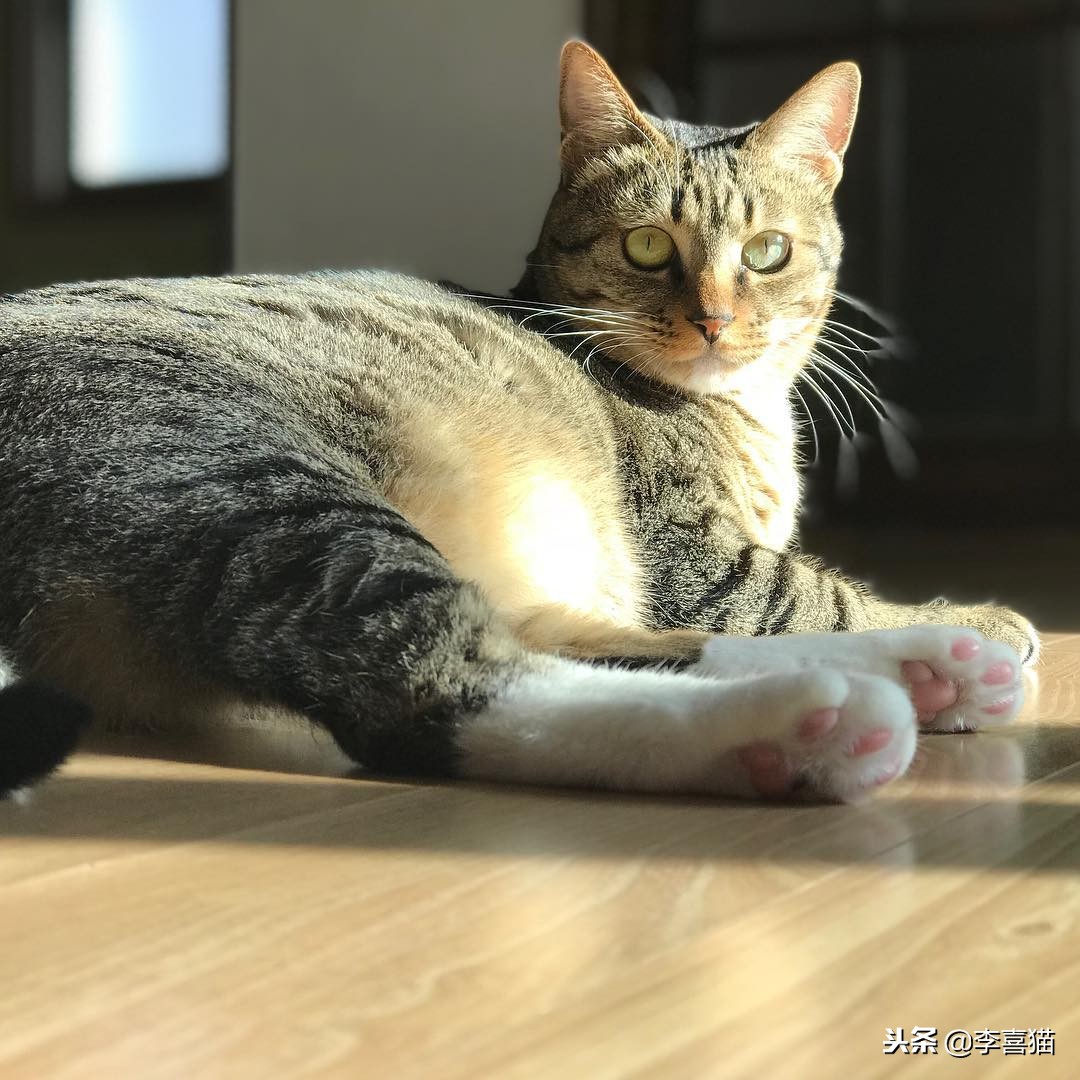 猫咪怀孕生娃铲屎官不能粗心，掌握这些技巧可以妥善照顾好猫妈妈