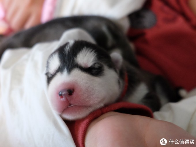 一次创世纪的生活体验—记哈士奇当妈妈