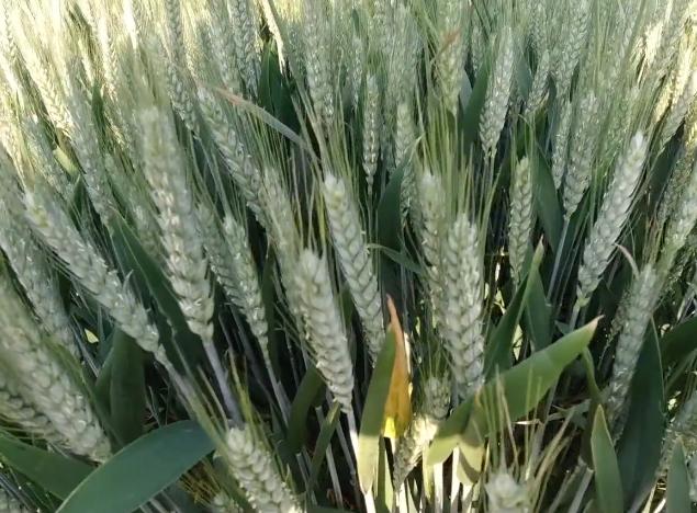 小麦叶面肥什么时间打最合适,小麦高产管理应注意哪些