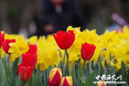 郁金香花语和什么花语最搭配,郁金香花语和寓意是什么发朋友圈