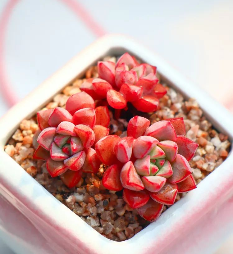 又萌又美丽好养的多肉,哪些多肉是小可爱种的