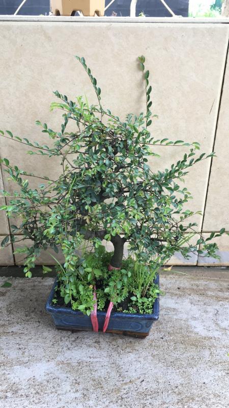 苹果盆景修剪技巧图解,新手也能学会的修剪盆景技巧