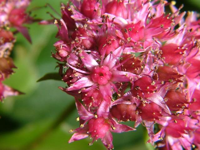 每个十一月生日对应的生日花,365天每天代表生日的花有哪些