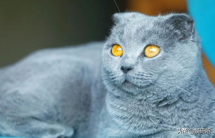 猫咪眼睛不同形态,猫咪的眼睛为什么有各种颜色