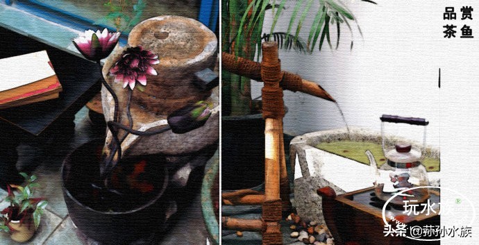 古法养金鱼全攻略,古法养金鱼开缸