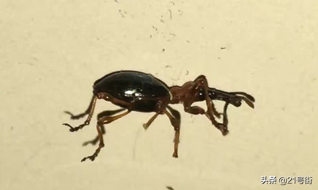 北海哪里有红薯种植基地,甘薯小象甲对人体有什么危害