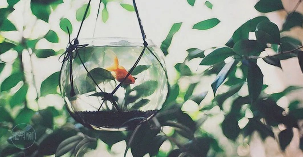 梅花香荷花,什么样的梅花香最好