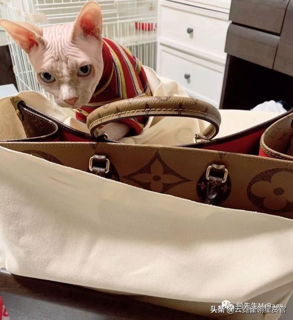 超好看的宠物包,好看又大的宠物包