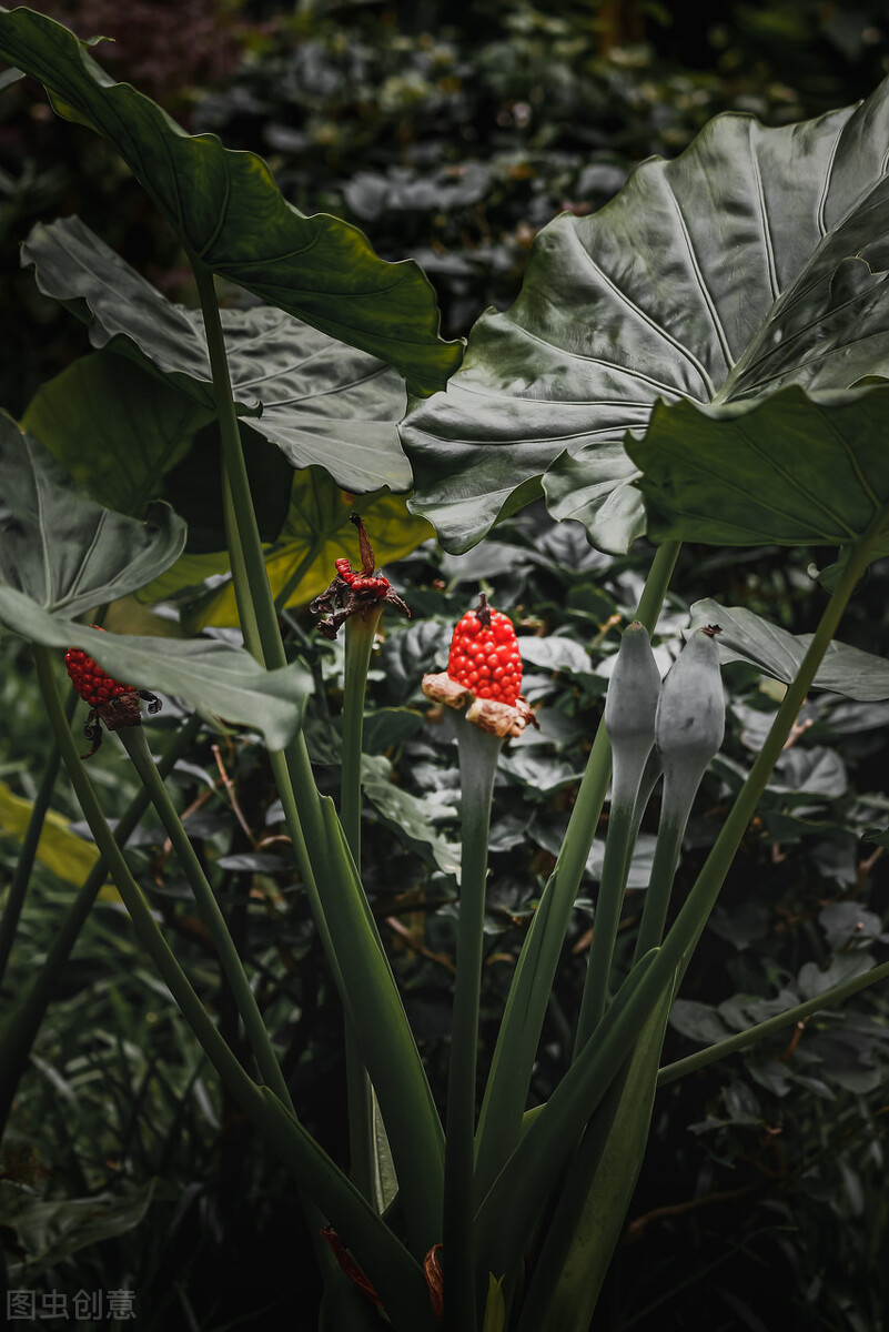海芋与叶甲,海芋和阿波银叶甲