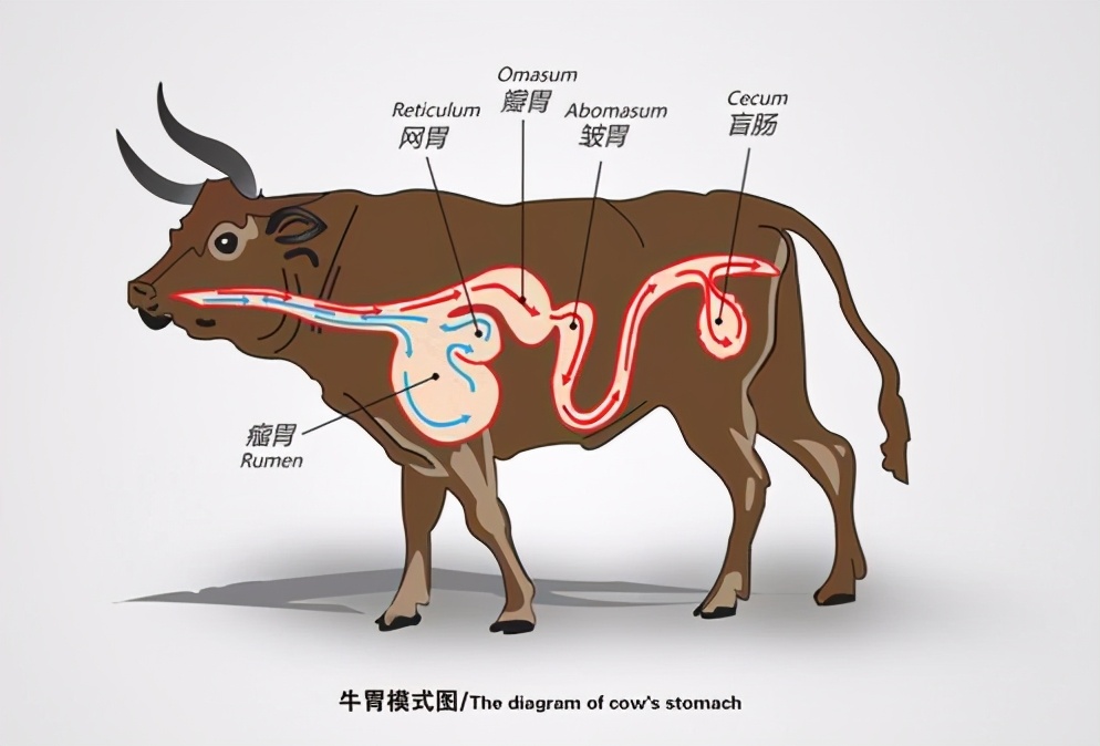 牛哪一个胃才是真正的胃,为什么牛有四个胃
